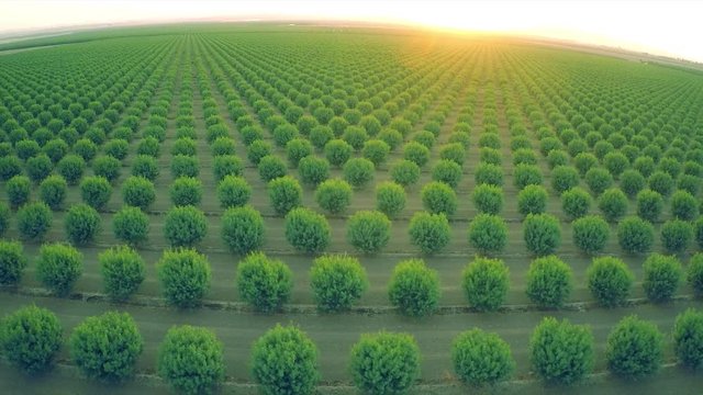 A beautiful aerial over a huge almond orchard in California at sunset.