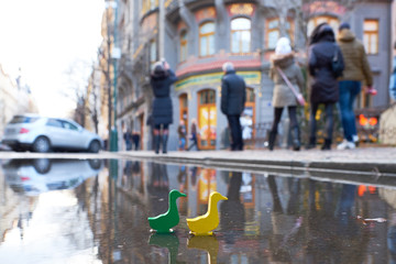 Ducks in the city, tourism and sightseeing