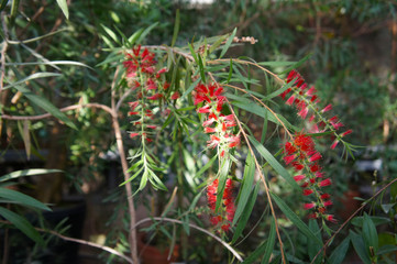 Fototapeta premium Callistemon rigidus or stiff bottlebrush red flower with green