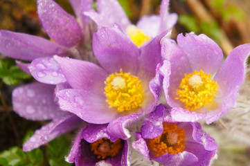 Pulsatilla pratensis or small pasque purple flowers  with waterdrops