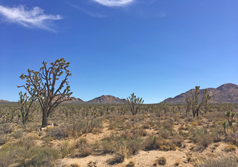 Joshua trees in Mojave Desert