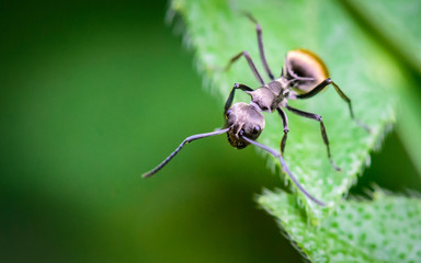 A detailed macro shot of an ant standing on the edge of a green leaf, highlighting the insect's intricate features in a natural setting.
