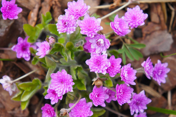 Obraz premium Hepatica nobilis rubra plena fully doubled pink-red flowers