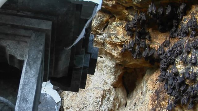 Bats fly in and out of a temple cave in Bali, Indonesia.