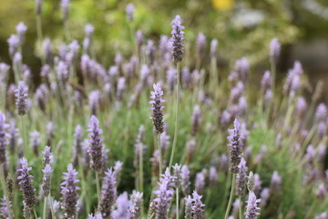 Lavender flower Cyprus