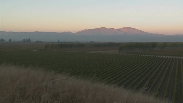 A Slow Pan Across A Vineyard In Monterey County, California.