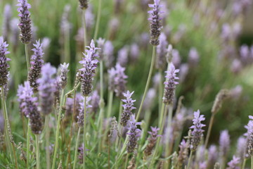 Lavender flower Cyprus