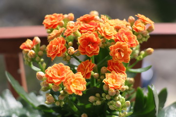 Kalanchoe plant with orange flowers, Kalanchoe blossfeldiana
