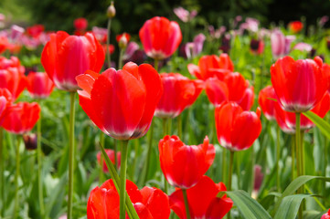  Many red tulips flowerswith green