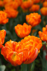 Orange tulip flowers or tulipa double late orange princess with green  © skymoon13