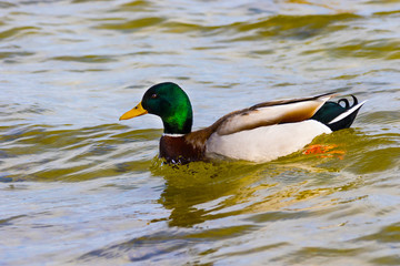 bird a wild drake swims along the river