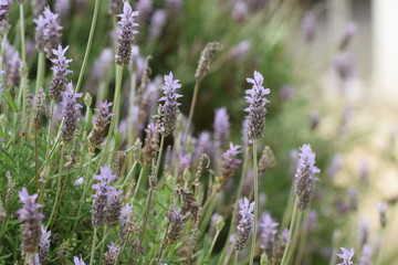 Lavender flower Cyprus