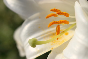 Giglio bianco