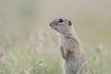 Naklejka na ściany i meble Cute European ground squirrel standing and watching on a field of green grass,Spermophilus citellus