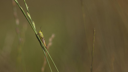 criquet insecte orthoptère