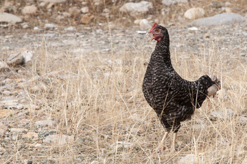 Black chicken (guinea fowl) on gray stony ground