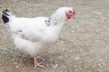 White chicken with pock-marked wings stands on stony ground