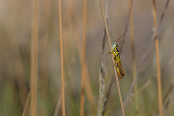 criquet insecte orthoptère