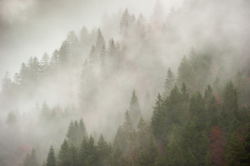 Bosco nella nebbia mattutina nei pressi del comune di Tarvisio