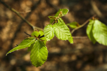Beech. Closeup view of a young beech's spring leaves.