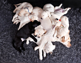 Eight Labrador puppies sleeping with his mother