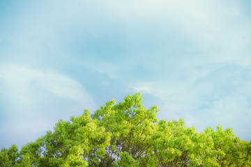 Beautiful trees on blue sky background