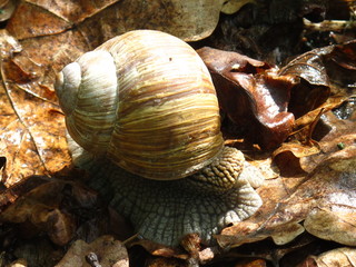 cochlea 