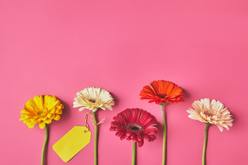 top view of colorful Gerbera flowers in row with blank tag on pink, mothers day concept