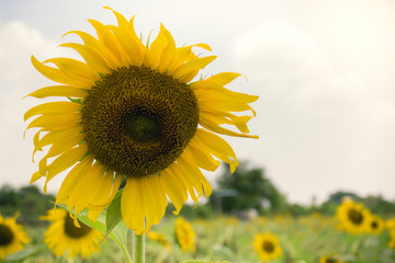 Close up sunflower field landscape 