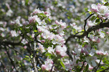 beautiful spring park