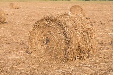 Stack of straw in the field.