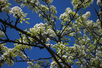 beautiful spring park