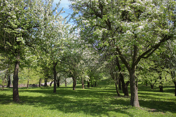 beautiful spring park