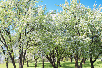 Obraz premium beautiful spring park
