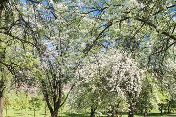 beautiful spring park