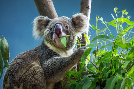 Koala is eating eucalyptus leaves.