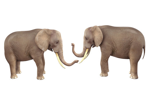 Two elephants. 3D image isolated on white background