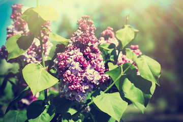 A branch of blossoming lilac in a spring garden