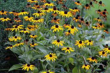 Meadow flowers on a sunny summer day