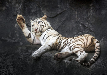 Siberian white tiger relaxing on the rock shed.