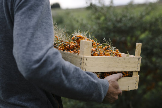 sea buckthorn