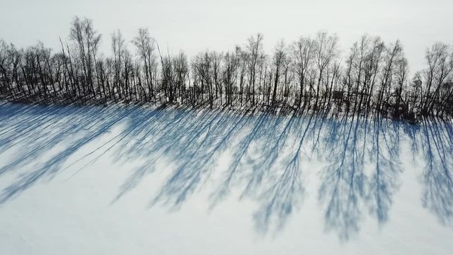 Row of trees with bare branches and shadow. Aerial view winter landscape
