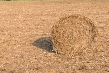 Stack of straw in the field.