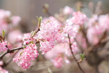 Cerisier
