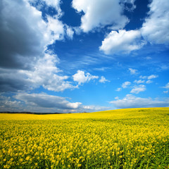 Fototapeta premium Spring Landscape with Fields of Oilseed Rape in Bloom under Blue Sky with Cumulus Clouds