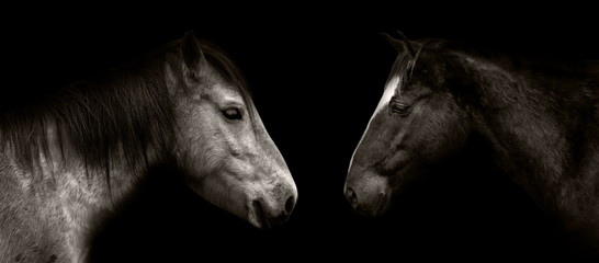 Horses portrait isolated on black