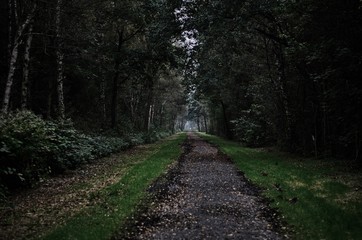 Fototapeta premium path of leaves