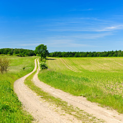 Fototapeta na wymiar Winding Dirt Road through Green Fields, Spring Landscape under Blue Sky
