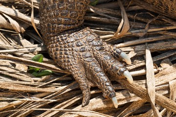 Detail of an american alligator's foot