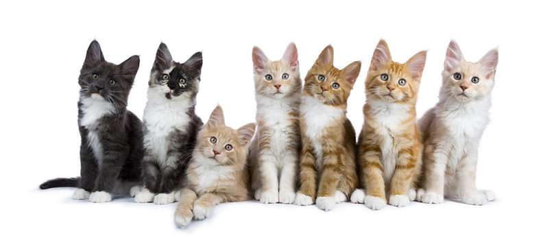 Group of seven maine coon cats / kittens looking at camera isolated on white background